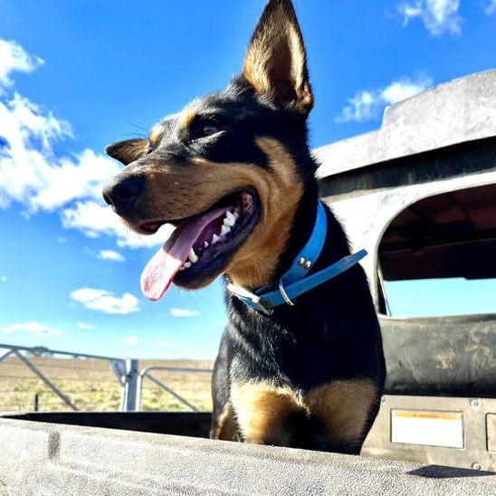 Chien assis a l'arriere d un pick up portant un collier pour chiens bleu