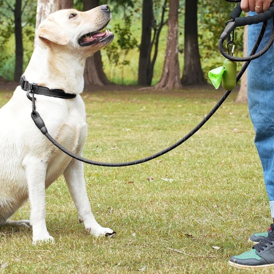Chien assis avec laisse pour chiens noir devant son maitre