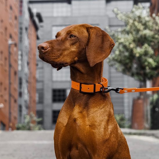 Chien assis avec laisse pour chiens orange