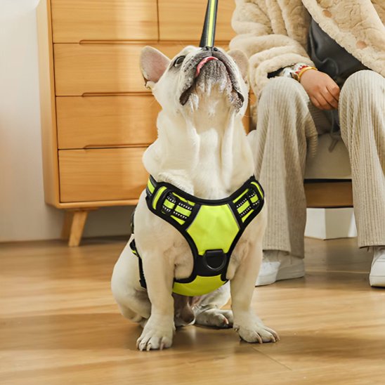 Chien assis en harnais pour chien jaune