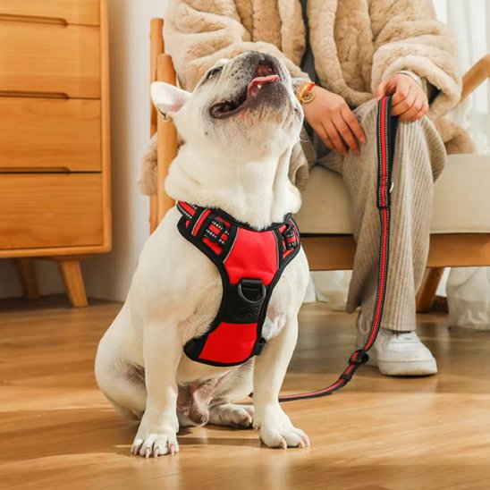 Chien assis en harnais pour chien rouge