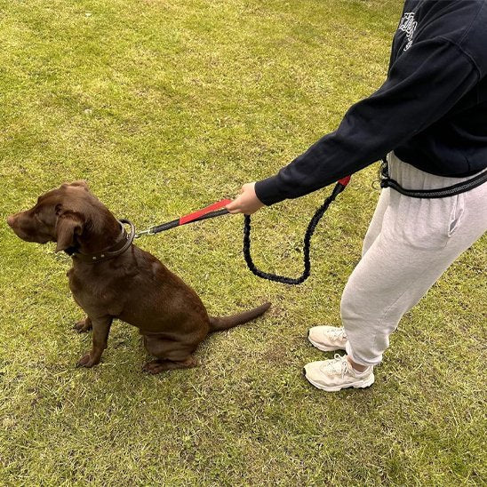 Chien assis tenu en laisse mains libres pour chiens
