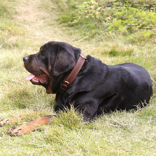 Chien avec collier pour chiens cuir