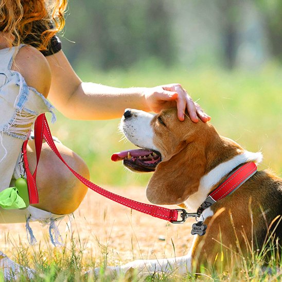 Chien avec sa maitresse et son collier pour chien rouge