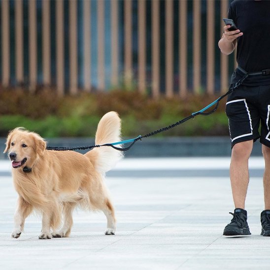 Chien avec son maitre tenu avec une laisse mains libres pour chiens