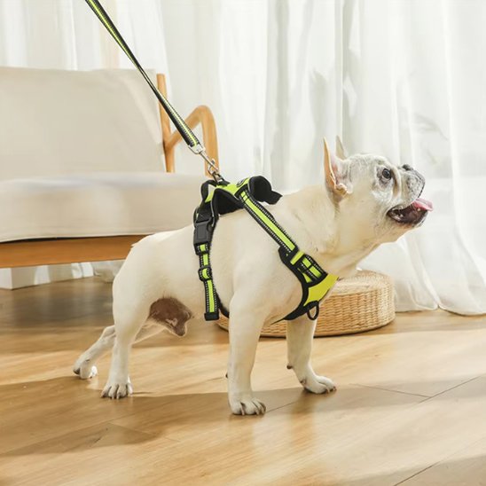 Chien bull dog en harnais pour chien jaune