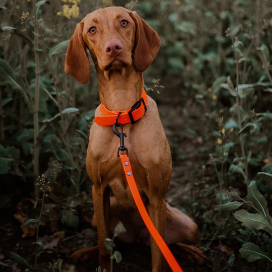 Chien dans le jardin assis en laisse pour chiens orange