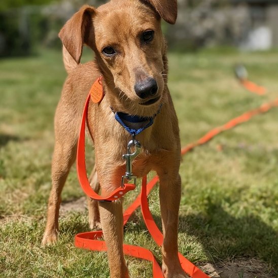 Chien dans le jardin en laisse pour chiens orange