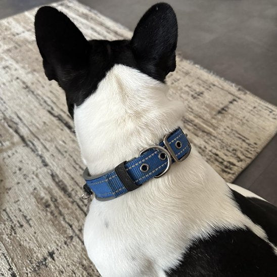 Chien de dos avec son collier pour chien bleu