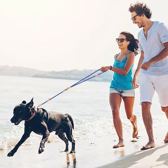 Chien en balade avec ses maitres en bord de mer tenu par une laisse double pour chien bleu