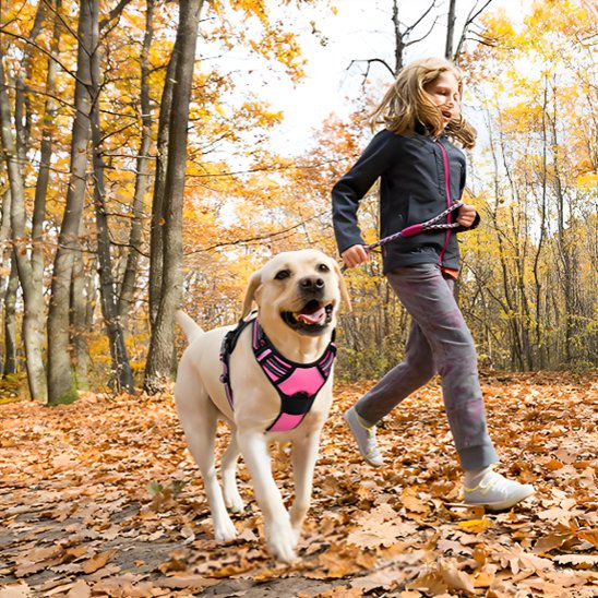 Chien en harnais pour chien rose qui court avec fillette