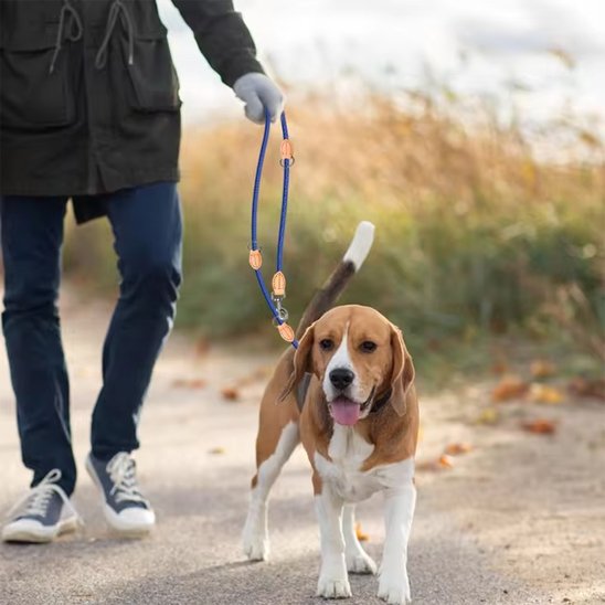 Chien en promenade avec son maitre avec une laisse double pour chien bleu
