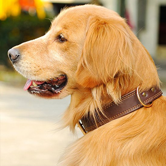 Chien golden retriever avec collier pour chiens cuir marron