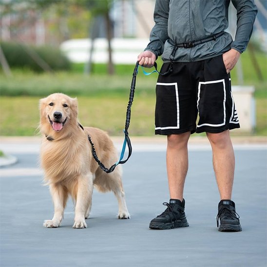 Chien golden retriever avec laisse mains libres pour chiens