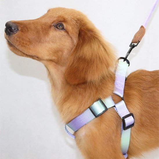 Chien golden retriever couleur fauve avec harnais chien
