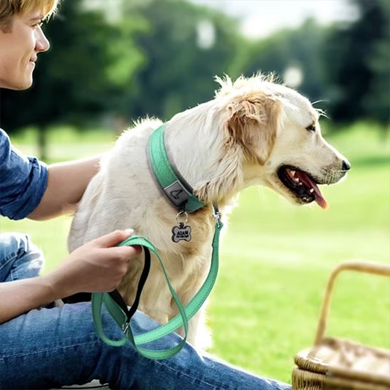 Chien golden-retriever sur l'herbe avec sa maitresse avec son collier pour chien vert