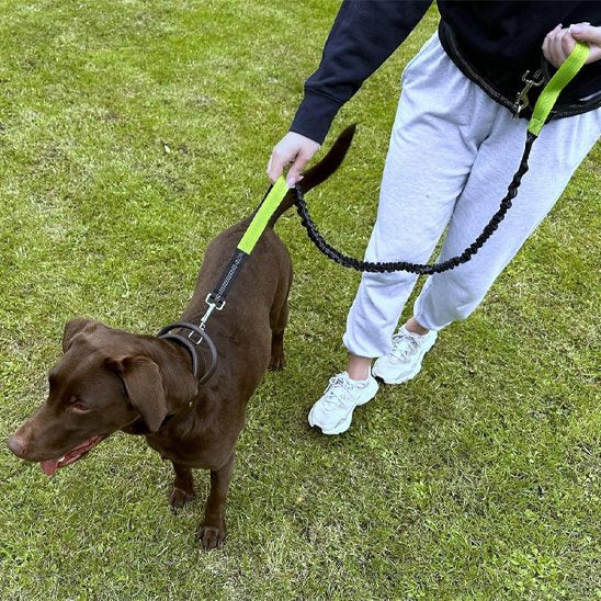Chien marron tenu en laisse mains libres pour chien vert