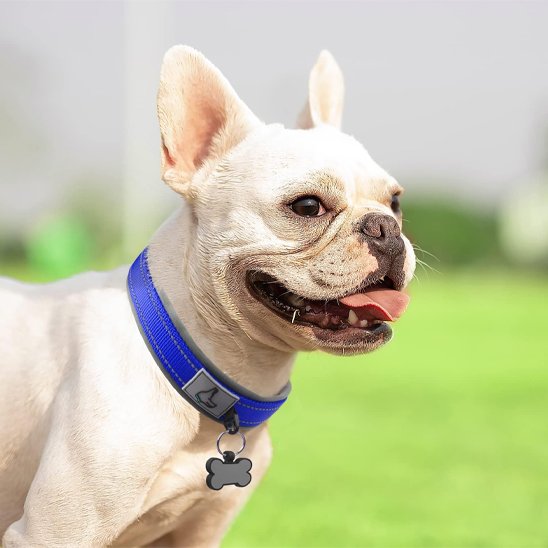 Chien-portant-un-collier-pour-chien-bleu
