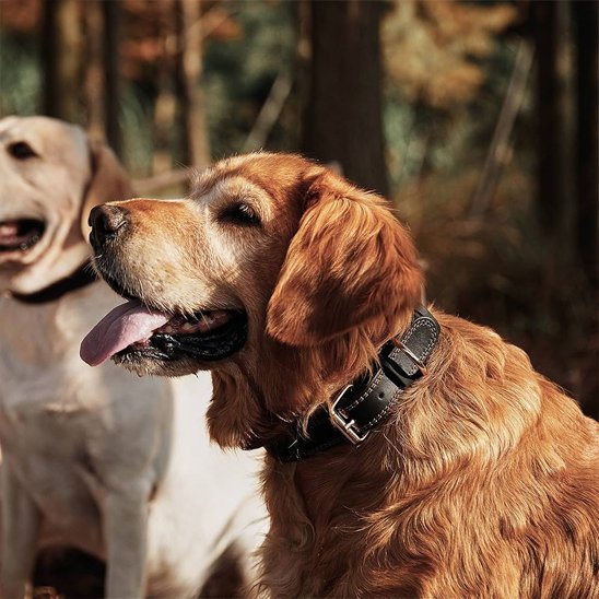 Deux chiens avec colliers pour chiens cuir