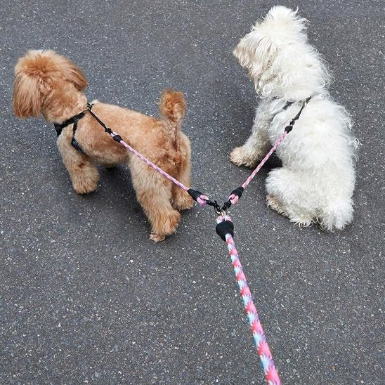 Deux chiens avec laisse double pour chien rose