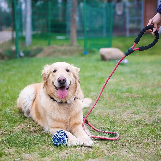 Golden retriever allongé dans un parc en laisse pour chiens rouge
