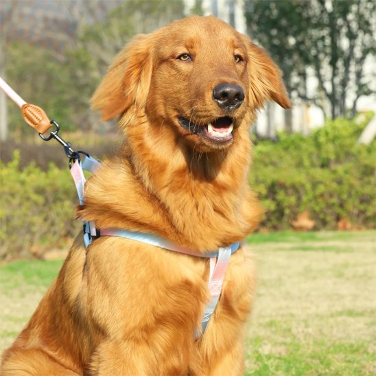 Golden retriever assis dans l'herbe portant un harnais chien multicolore