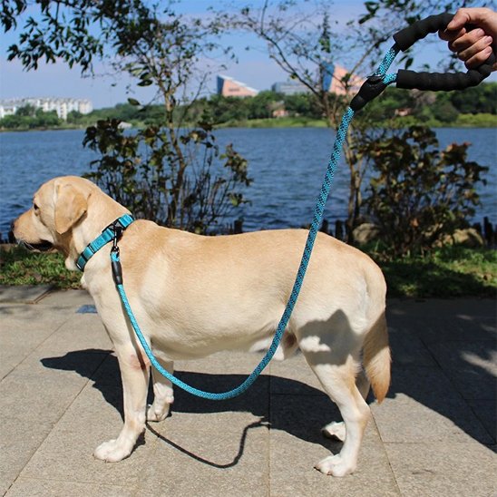 Golden retriever tenu en laisse pour chiens bleu se promenant au bord de l'eau