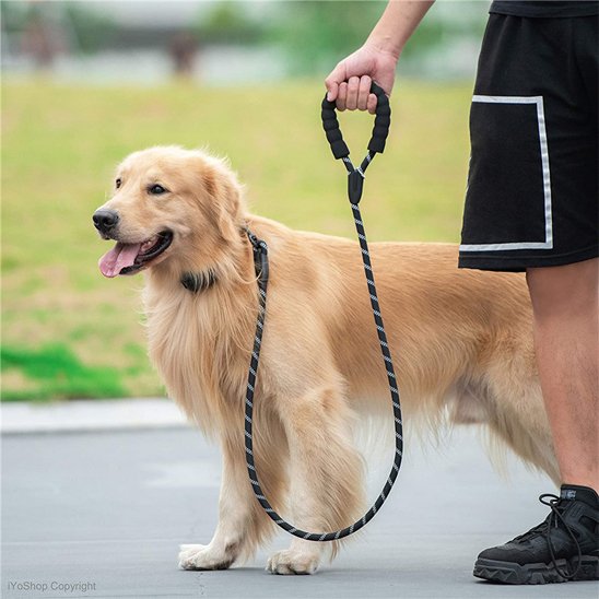 Golden retriever tenu en laisse pour chiens noir se promenant avec son maitre