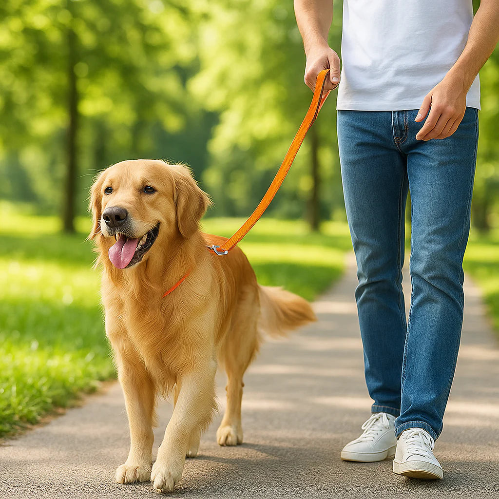 Golden Retriever avec laisse pour chiens orange