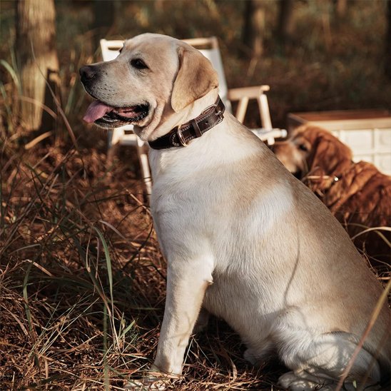 Labrador avec collier pour chiens cuir