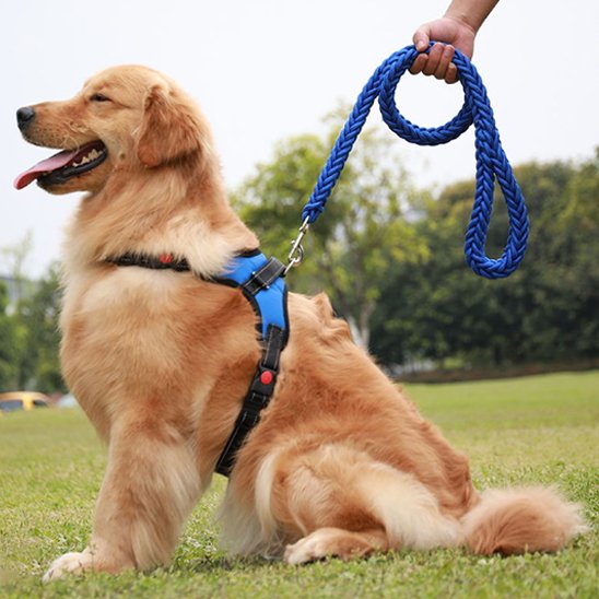 Laisse pour chiens Nylon bleu