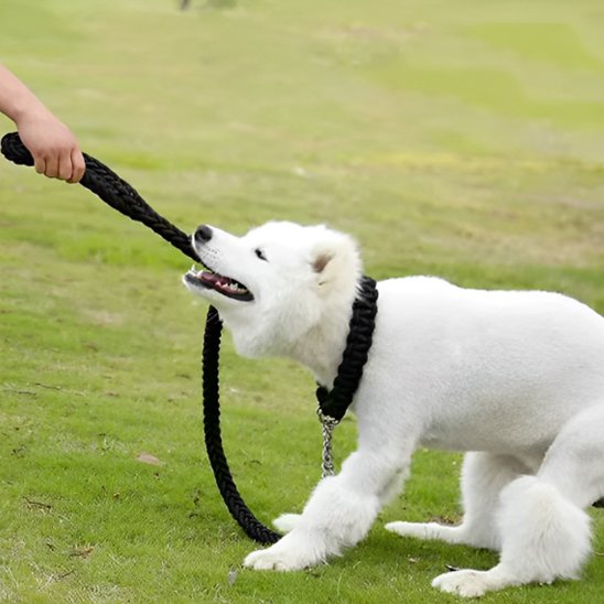 Laisse pour chiens Nylon noir