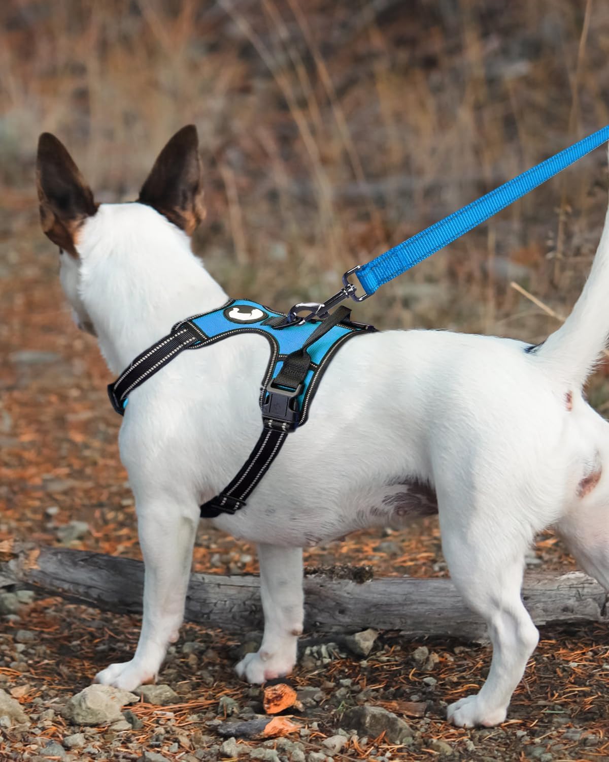 Laisse pour chiens de couleur bleu