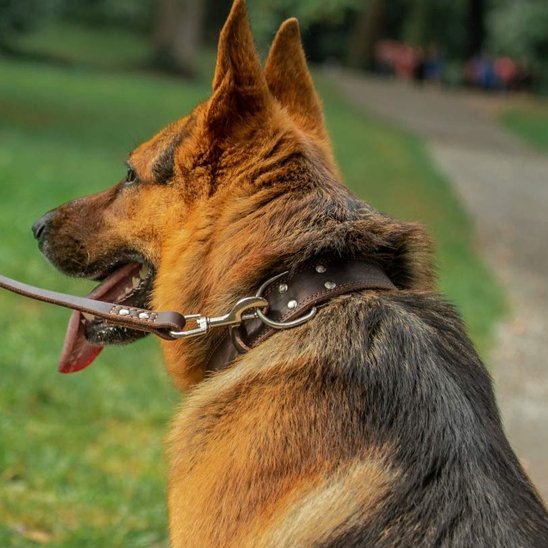 Berger belge avec collier pour chiens cuir
