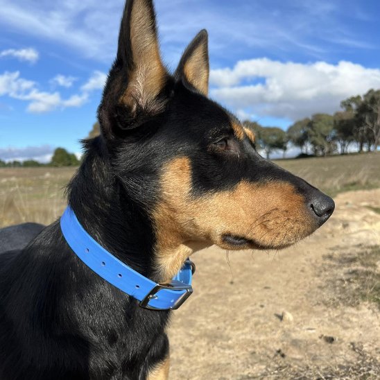 chien potant un collier pour chiens bleu