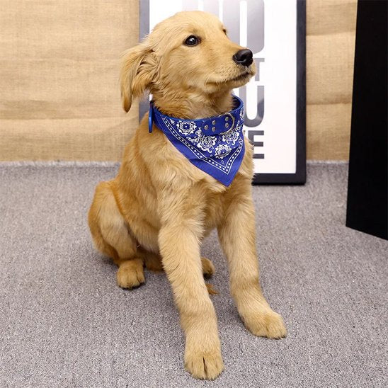 collier chien bandana bleu