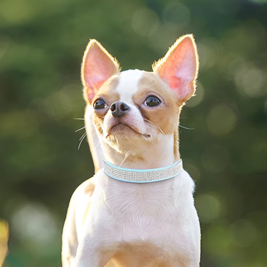 Collier chien