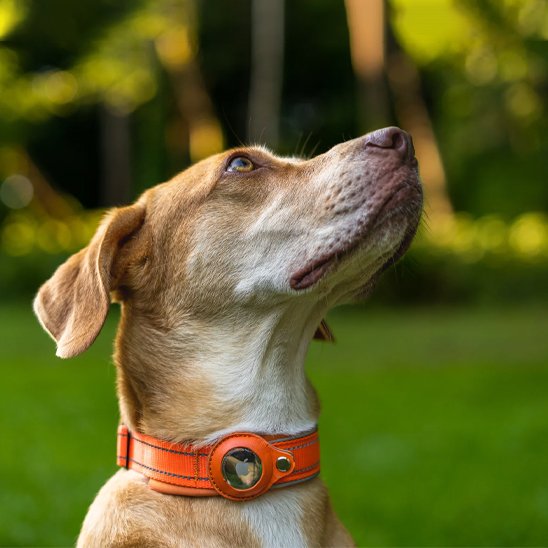 Collier GPS chien