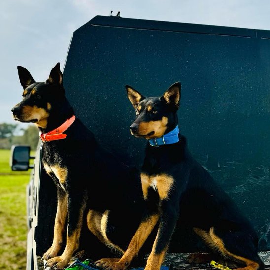 deux chiens assis un portant un collier pour chiens rouge et l'autre un collier pour chiens bleu