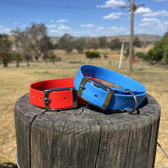 deux colliers pour chiens un bleu un rouge