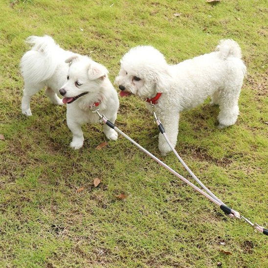 deux petits chiens avec laisse double pour chien