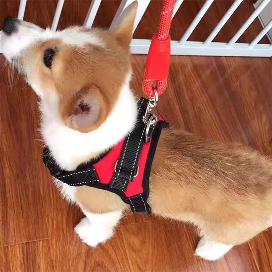 Harnais pour chien