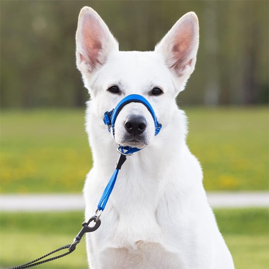 Muselière chien