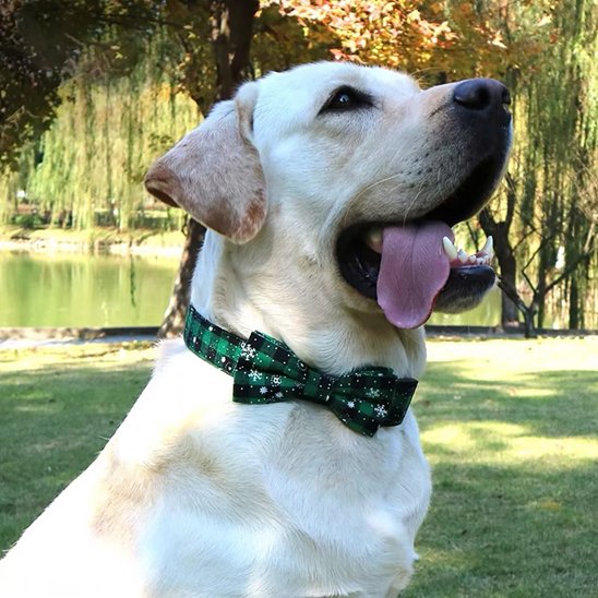 Collier pour chien Noël / Balade Sécurisée