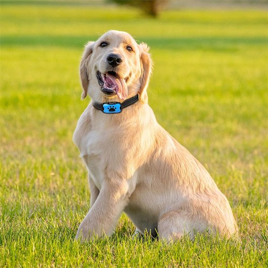 Collier de dressage pour Chien | Vibrasonic