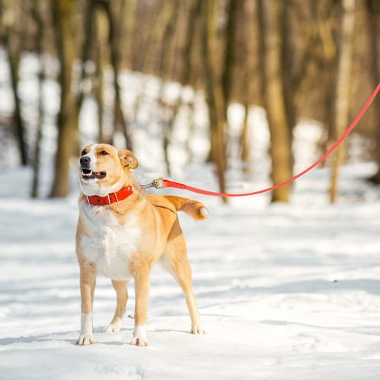 Longe pour chien | PrimeWalk Robuste et légère