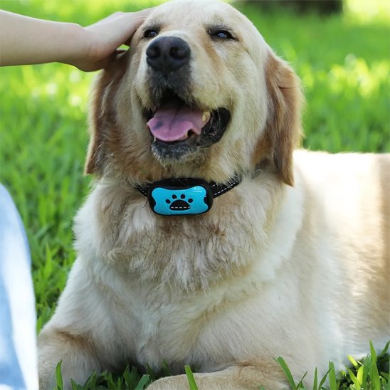 Collier de dressage pour Chien | Vibrasonic