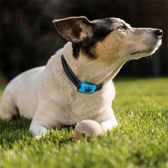 Collier de dressage pour Chien | Vibrasonic