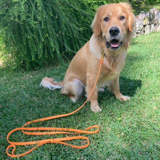 Longe pour chien | PrimeWalk Robuste et légère