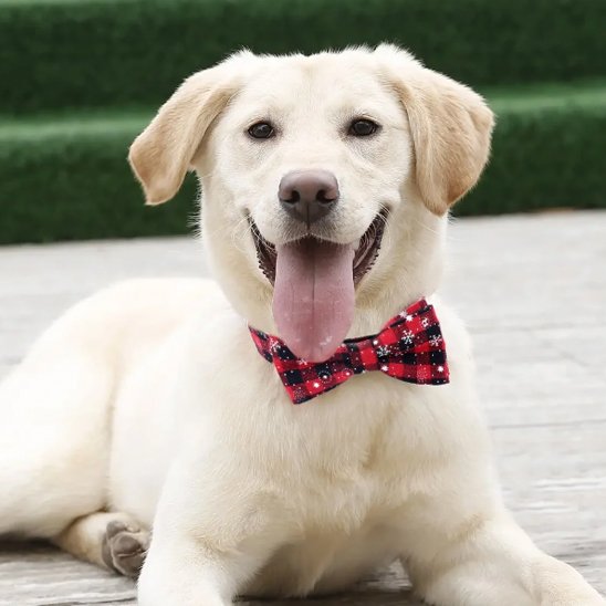 Collier pour chien Noël / Balade Sécurisée